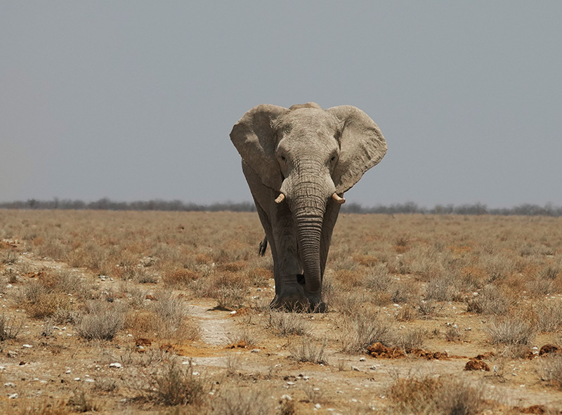 Namibia Wildlife Resorts — NWR National Parks