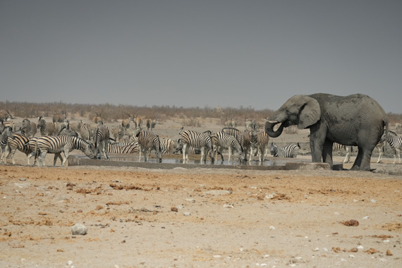 Etosha National Park landscape — northern Namibia