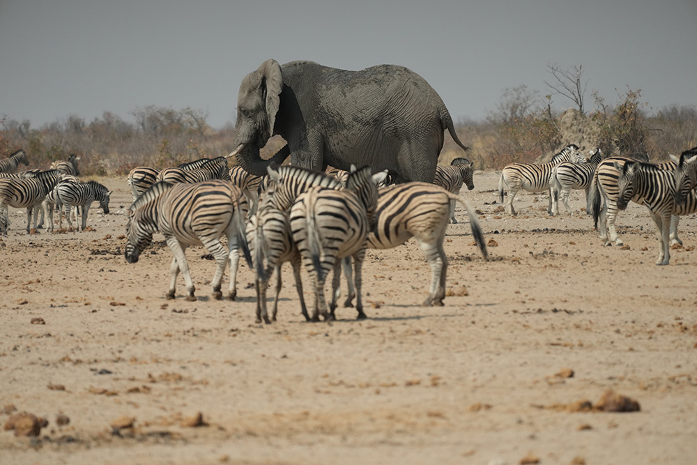 Elephants at a waterhole in Etosha National Park, Namibia
