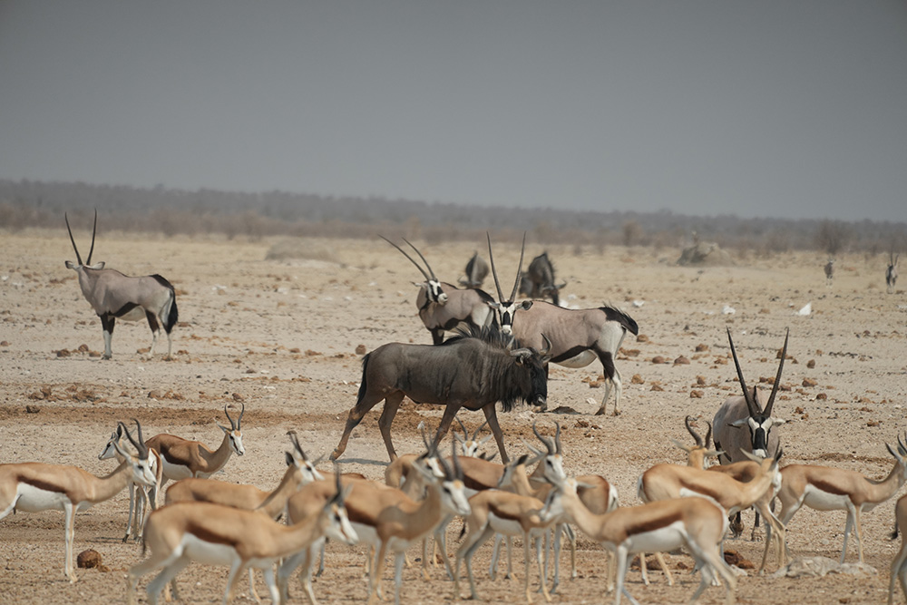 Etosha Pan and waterhole — wildlife gathering in the dry season