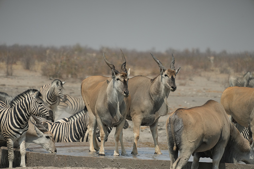 Wildlife at an Etosha waterhole — zebra and elephant