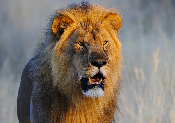 Lion in Etosha National Park — keep a safe distance