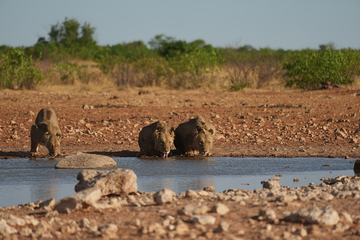 Lions in Etosha National Park