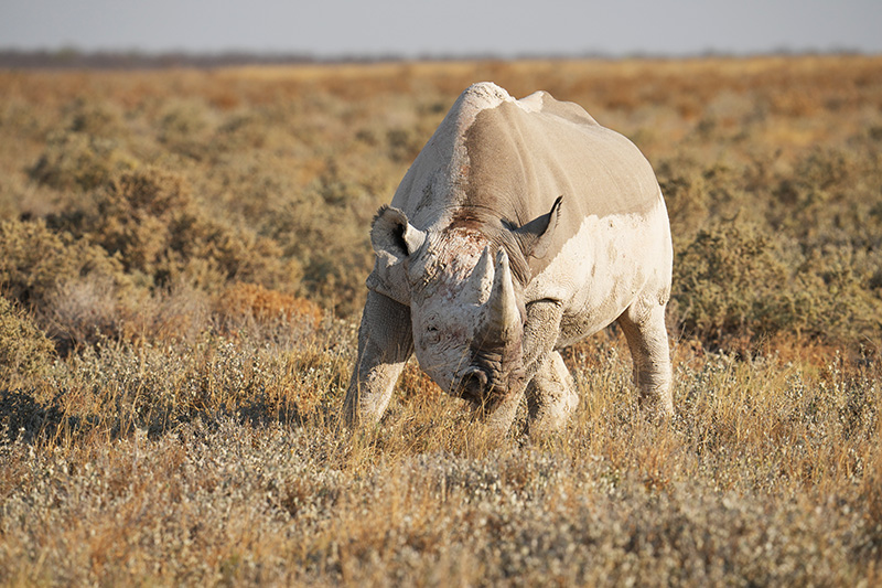 Etosha National Park — NWR Resorts