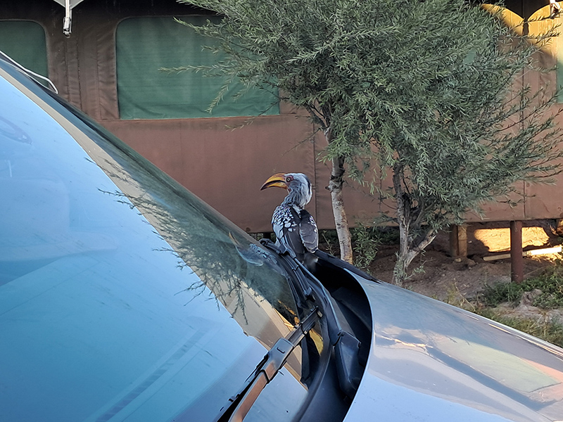 Car hire checklist Namibia — what to look for when renting a vehicle