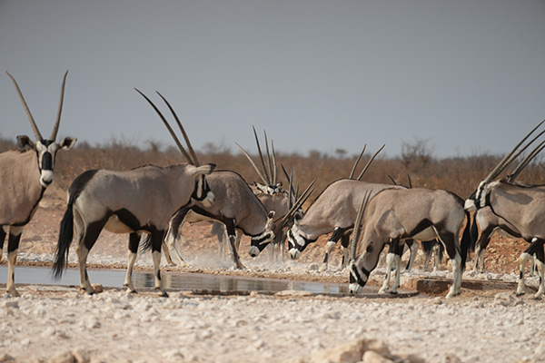 NWR Etosha National Park Dolomite Camp