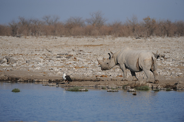 Mmoringa Waterhole Halali Etossha