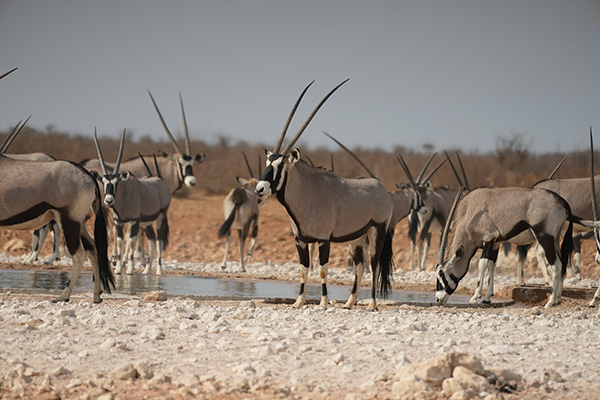 Etosha National Park Namutoni Resort