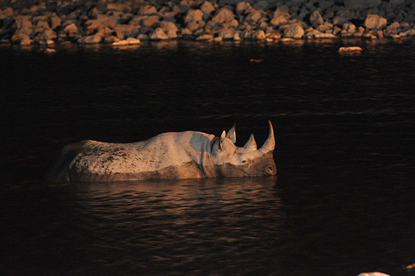 Okaukuejo Waterhole