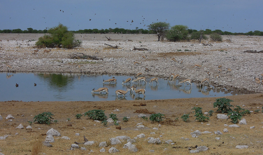 Namibia Etosha National Park Okaukuejo Resort