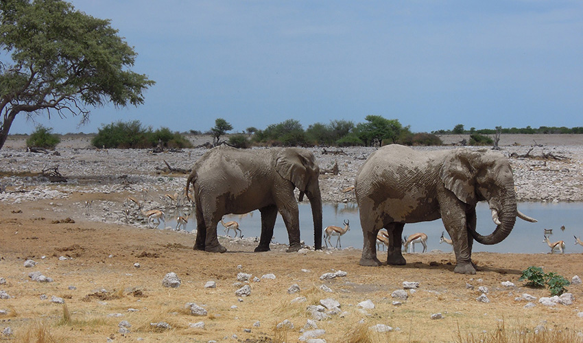Namibia Etosha National Park Okaukuejo Resort