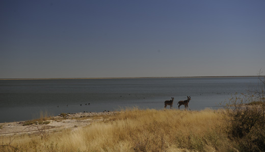 Onkoshi Resort Etosha National Park NWR