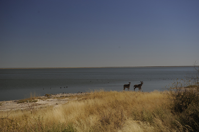 Namibia Etosha Onkoshi Resort