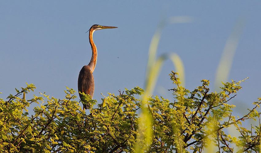 Popa Falls Resort — birdwatching
