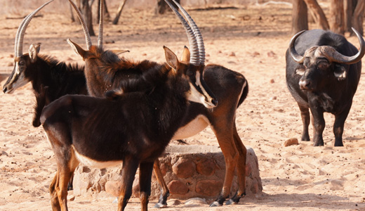 Waterberg Resort Waterberg Plateau NWR