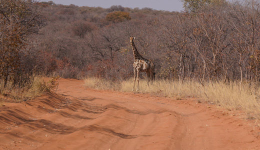 Waterberg Resort Waterberg Plateau NWR
