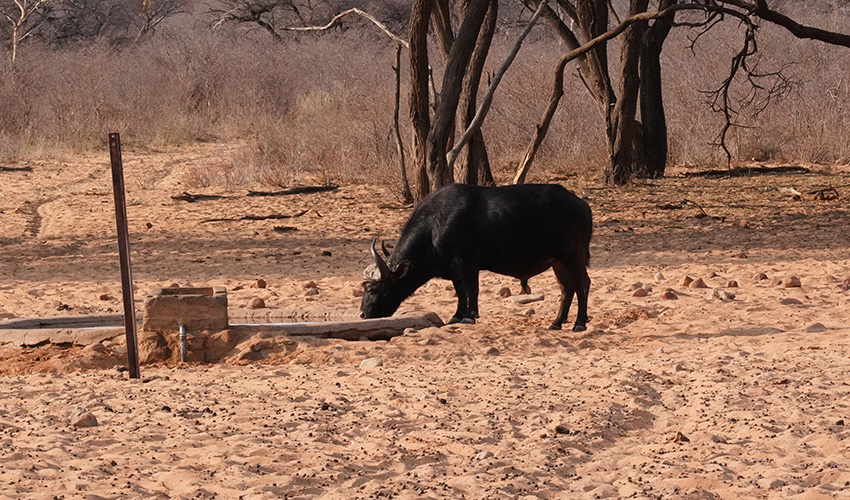 Namibia Waterberg Plateau Waterberg Resort