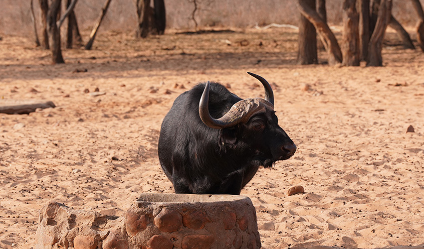 Namibia Waterberg Plateau Waterberg Resort