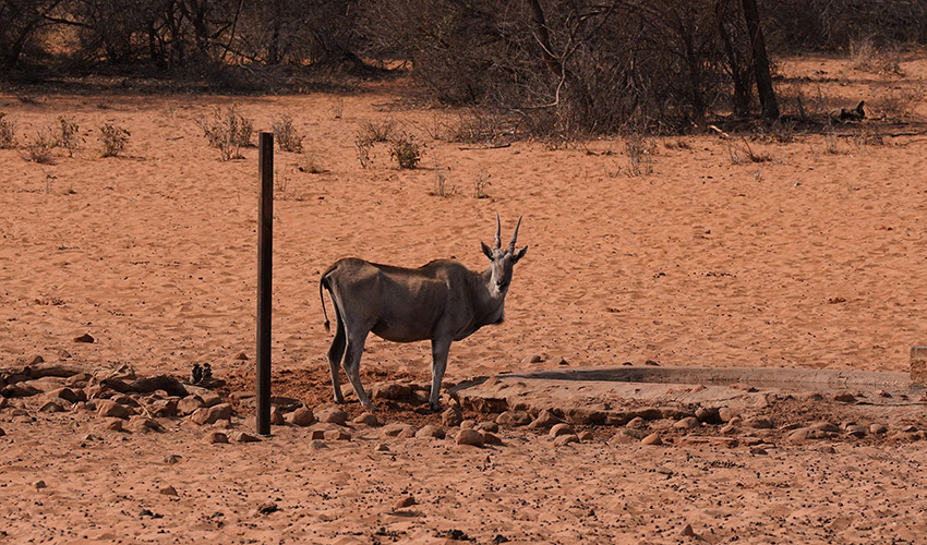 Namibia Waterberg Plateau Waterberg Resort