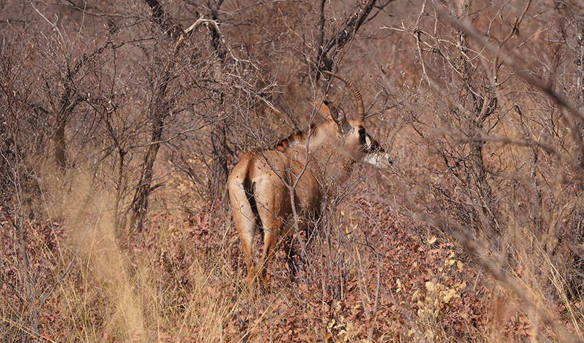 Namibia Waterberg Plateau Waterberg Resort