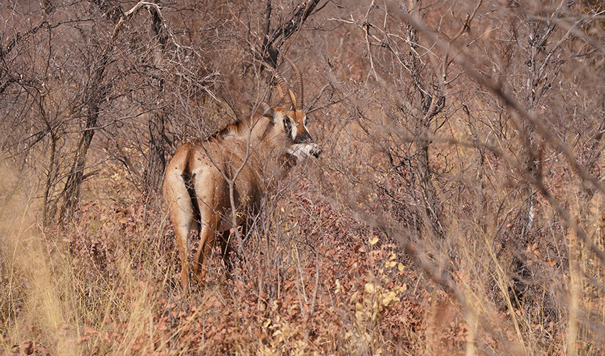 Namibia Waterberg Plateau Waterberg Resort