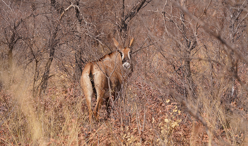 Namibia Waterberg Plateau Waterberg Resort
