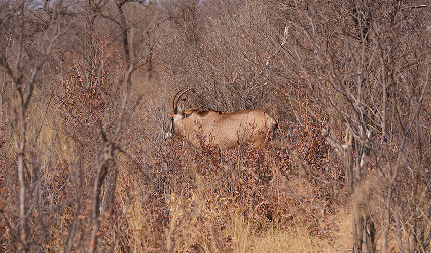 Namibia Waterberg Plateau Waterberg Resort