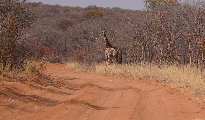 Namibia Waterberg Plateau Waterberg Resort