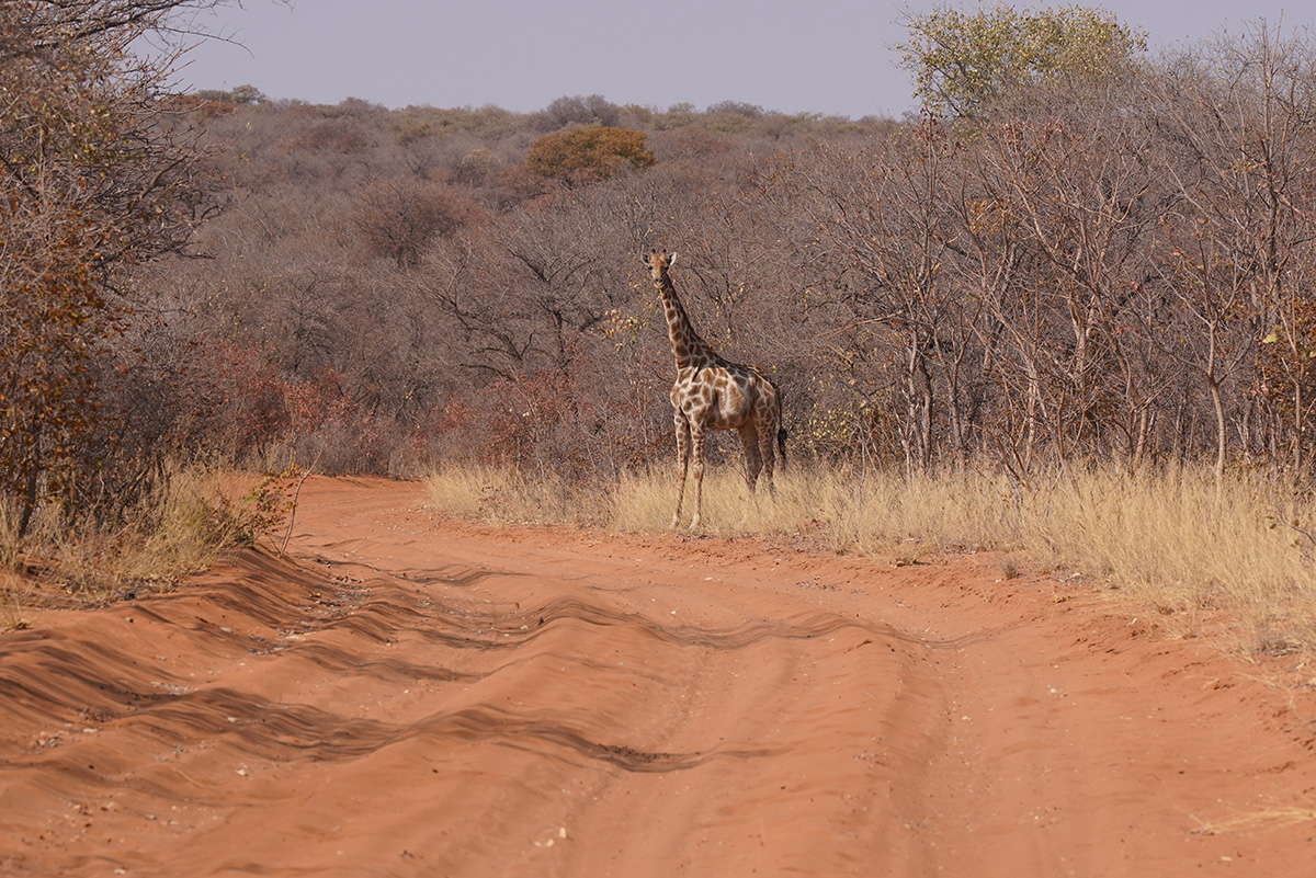 Waterberg Plateau Park Resort — red sandstone cliffs above the Kalahari