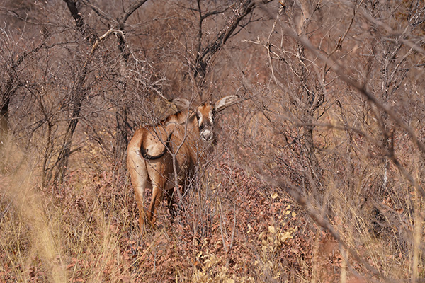 Waterberg Plateau Game Drive